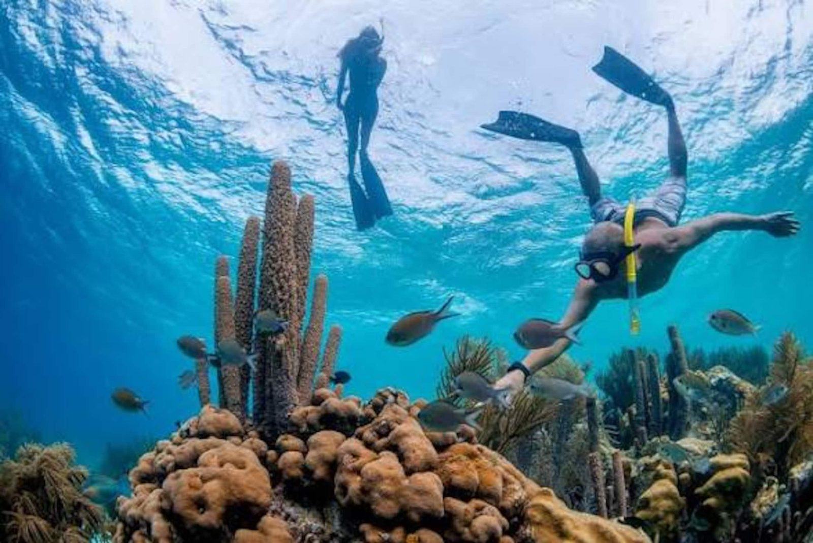 Personas haciendo esnórquel sobre corales y peces tropicales en un arrecife de Bonaire